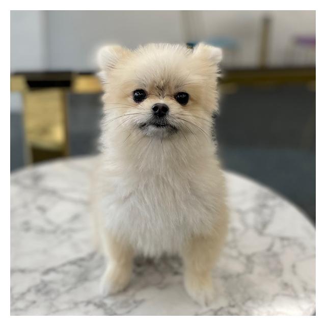 [청주충청본점 야간운영][청주-2022-0067] 포메라니안 먼지,뭉치