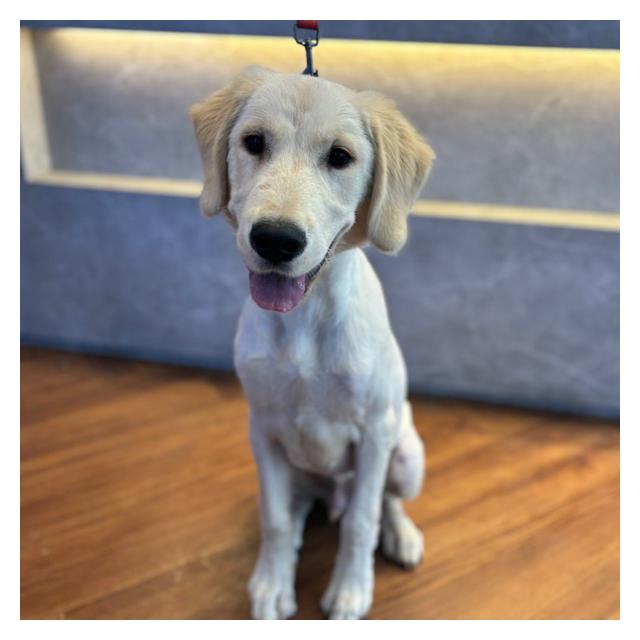 골든리트리버 이루 유기견보호센터입소