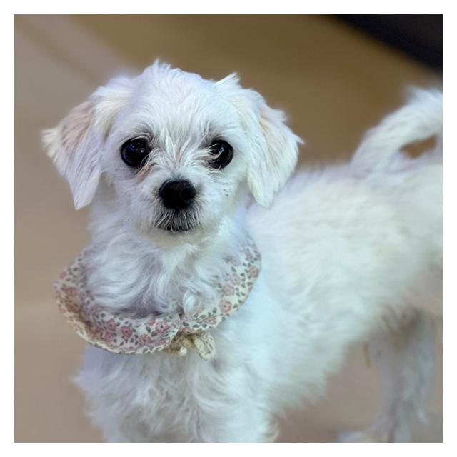 [청주충청본점 야간운영]말티즈 토미 (1년간 케어중)