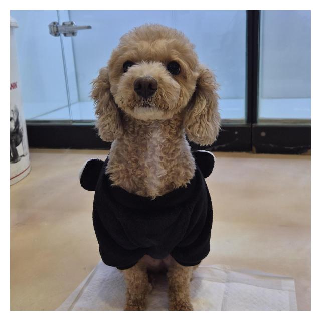 [청주충청본점 야간운영]푸들 아봉이