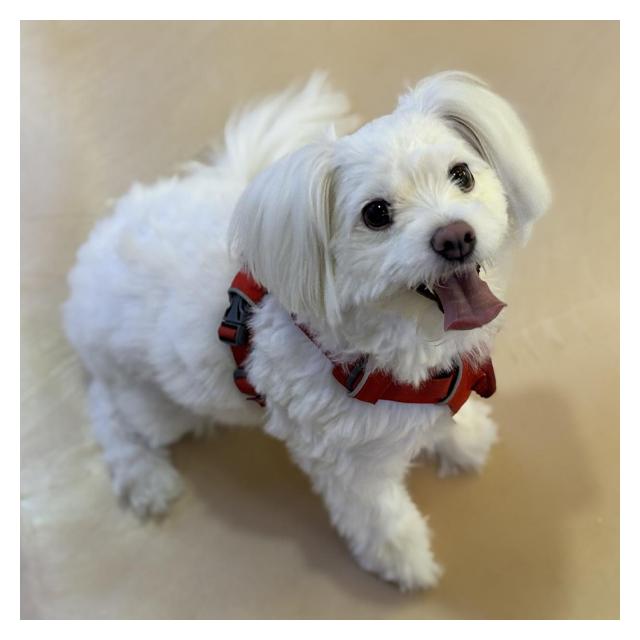 [청주충청본점 야간운영] 말티즈