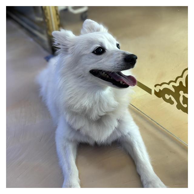 [청주충청본점 야간운영]스피츠 아리