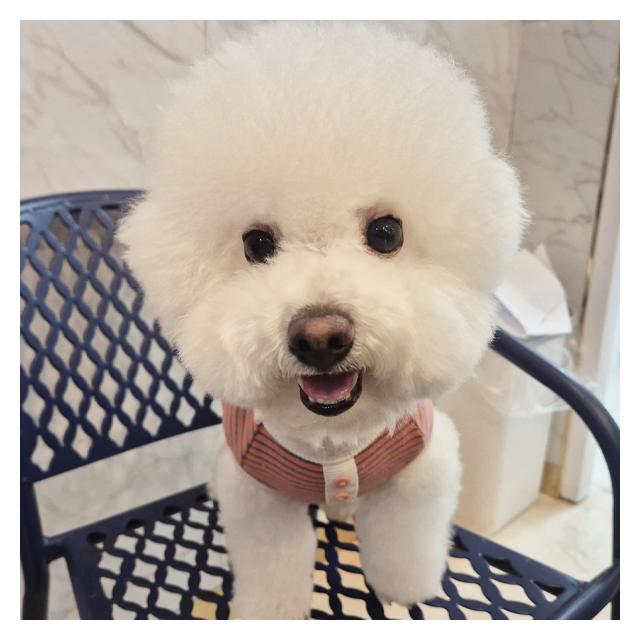 [청주충청본점 야간운영]비숑프리제 리리