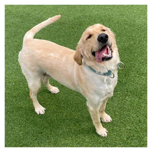 [청주충청본점 야간운영]골든리트리버 제니